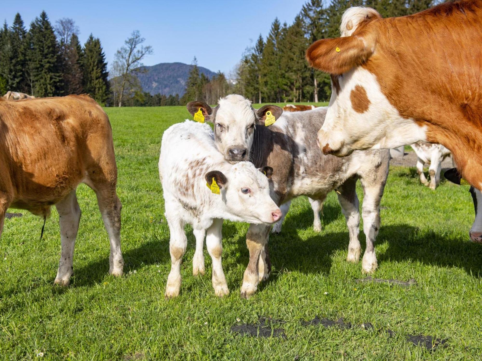 Auszeit Am Bauernhof Lägenhet Schwoich Exteriör bild