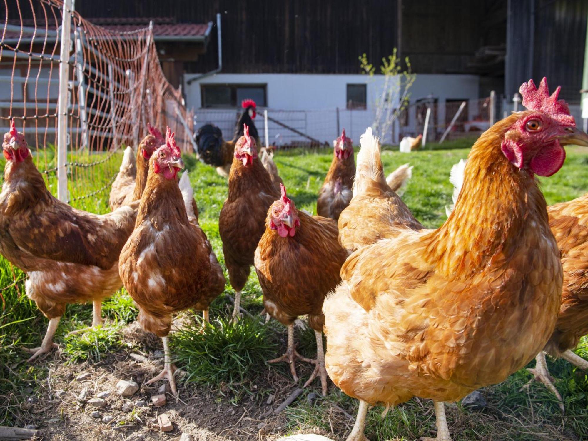 Auszeit Am Bauernhof Lägenhet Schwoich Exteriör bild